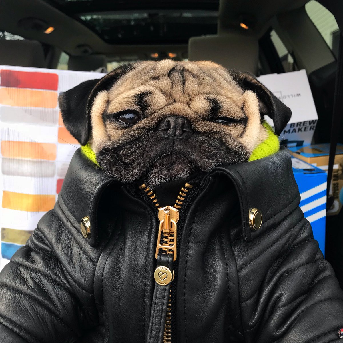 itsdougthepug's tweet photo. When u gotta go back to the mall to return ur gifts because nothing fits https://t.co/zSe9ycueec
