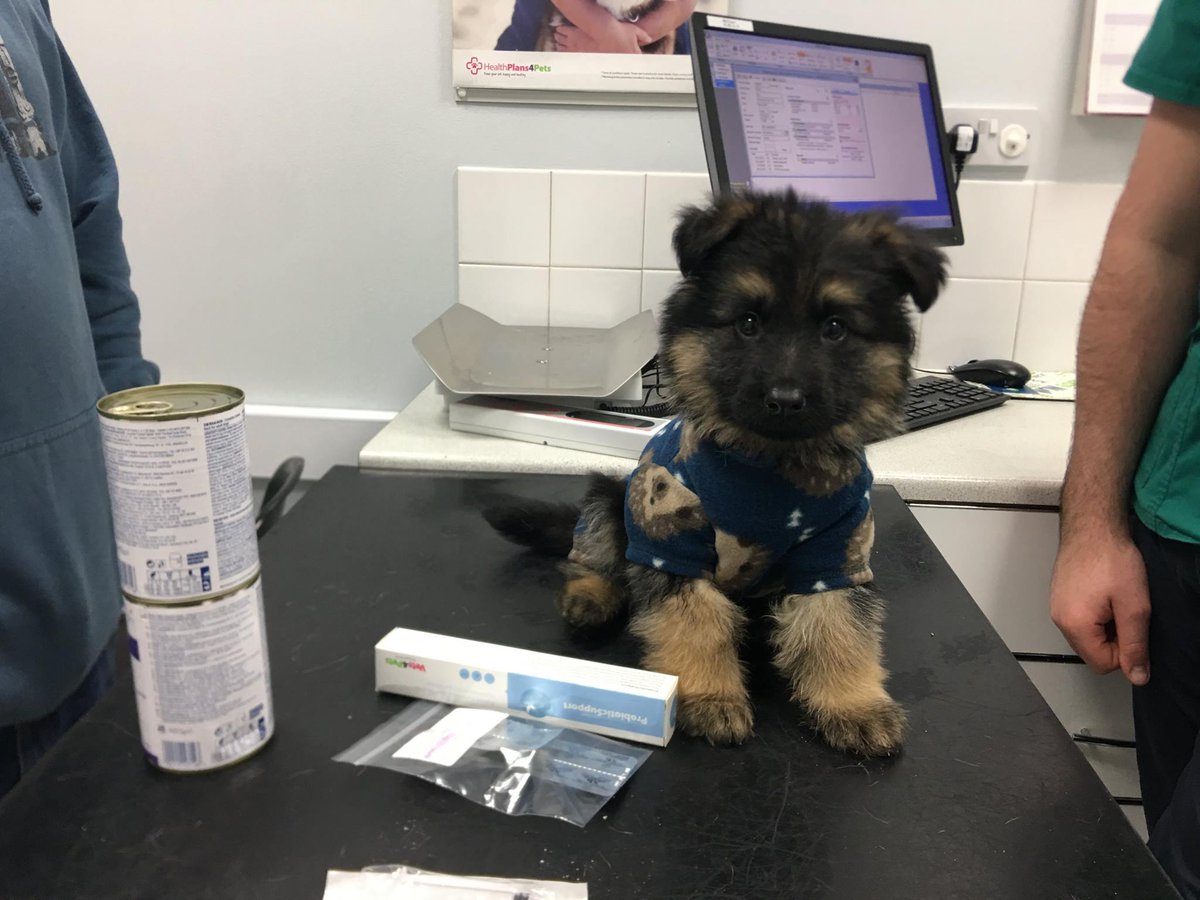 beverleycuddy's tweet photo. Marshall latest: still very seriously ill 😞On IV fluids, antibiotics, painkillers and potassium.He isn’t eating and he has been vomiting and had diarrhoea.
• there is a PayPal donate button on the home page of their website: https://t.co/RKVmwwiUQX.
#LucysLaw https://t.co/pZh22T5aQE