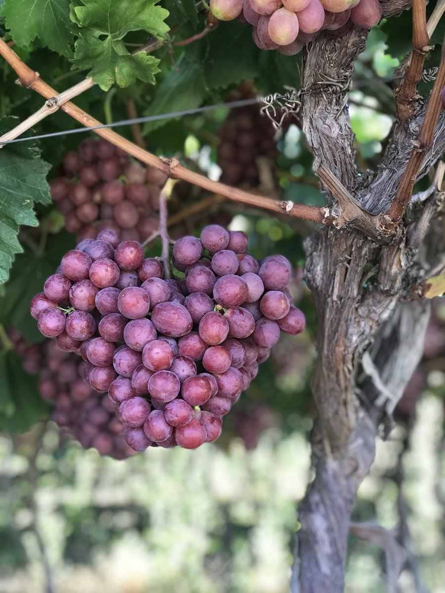 modderdrift's tweet photo. #starlight @modderdrift #hexriver @FarmersWeeklySA @landbou #westerncape #drought #grapes @Die_Burger #newseason #harvest @AgriSAOfficial @sati_sa @AgriWesKaap @FarmersWeeklySA https://t.co/DPVMyiN6Dl
