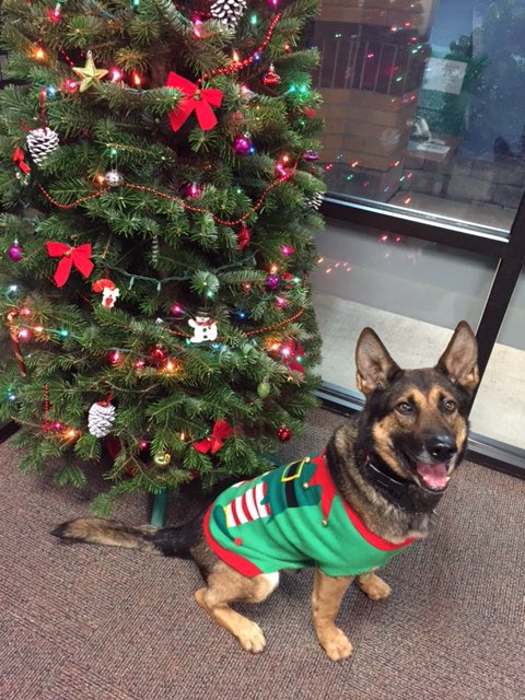 K-9 Stark loves ugly Christmas sweaters. He also loves capturing people who break the law. Since returning from surgery just before Thanksgiving, he has five captures including two from a stolen truck that belonged to a local news station. Good boy!