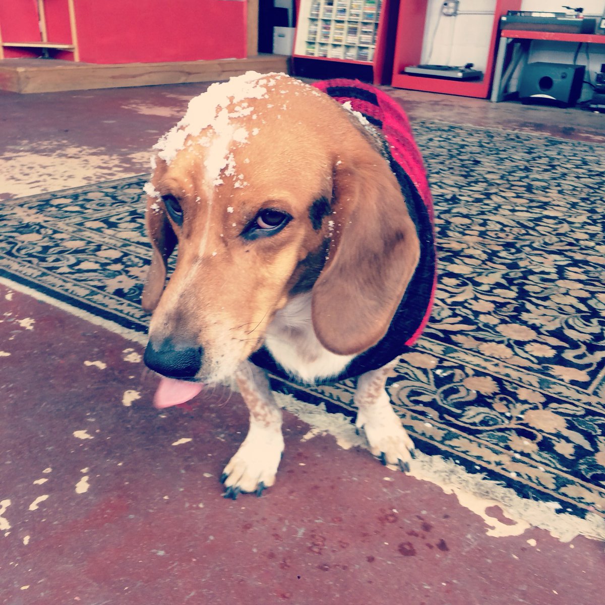 Come spend a snowy day listening to records with this pup!