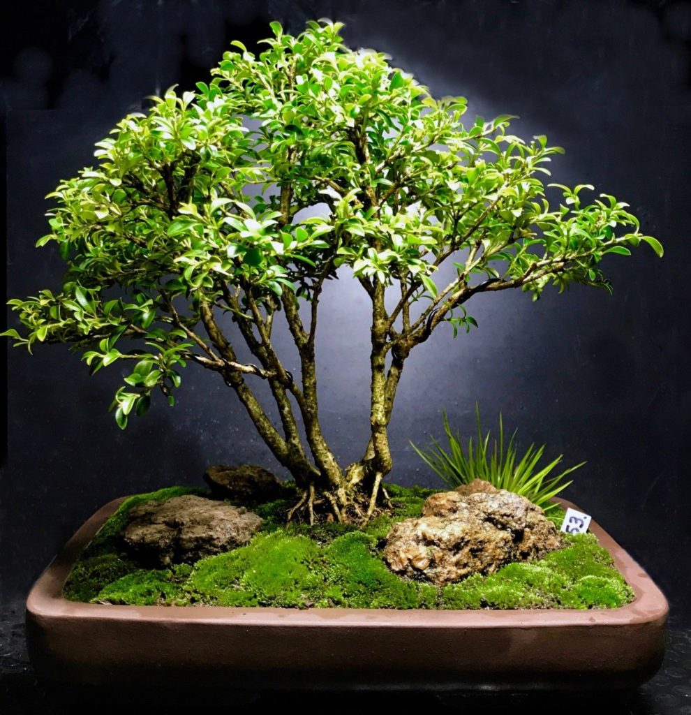 wikibonsai's tweet photo. #Bonsai #Tree #Kingsville #Boxwood #Saikei #FOREST #12 Years,10.5" #Beautiful #ROOTS! - https://t.co/P5PqZNugvj #Juniper #JuniperusBrevifolia #JuniperusPhoenicea #Years105 https://t.co/3ZFAQMnKvU