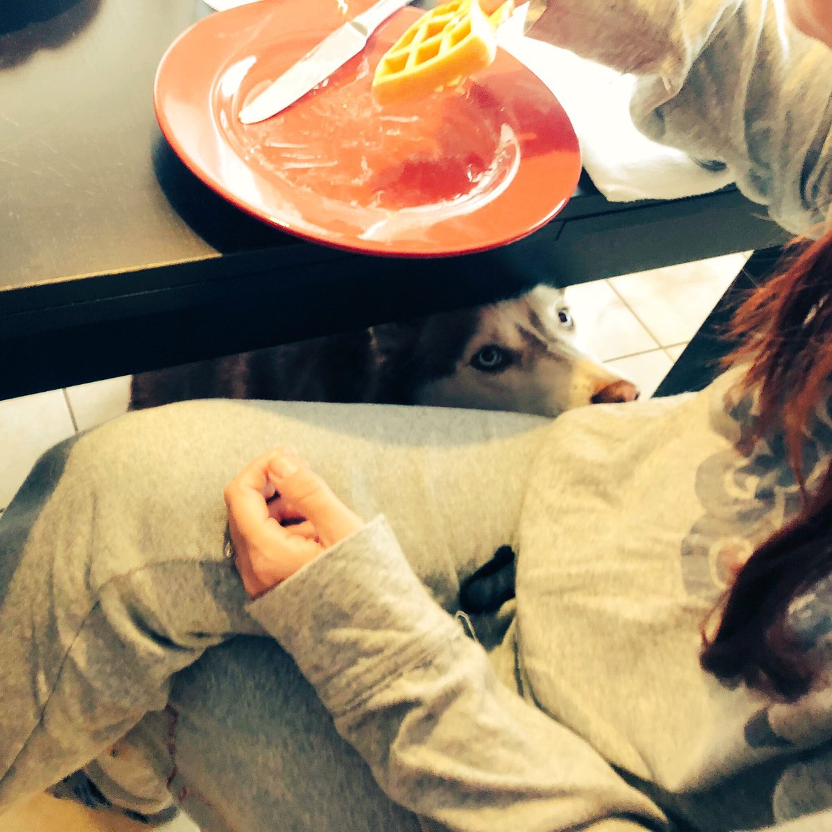 RunRoverFL's tweet image. Ghost thinks since yesterday was Christmas that today she should get some waffles... she’s wrong. #NoBegging