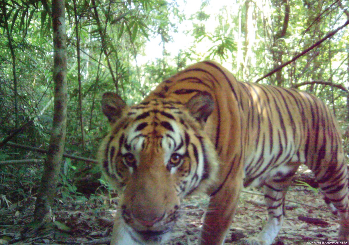 PantheraCats's tweet photo. “The extraordinary rebound of eastern Thailand’s #tigers is nothing short of miraculous," our #TigersForever Director Dr. John Goodrich said when that news was announced. Want more good news for big cats in 2018? Visit https://t.co/1yjLVTwarL and #actforcats. #TigerTuesday https://t.co/oWRN9nEKLO