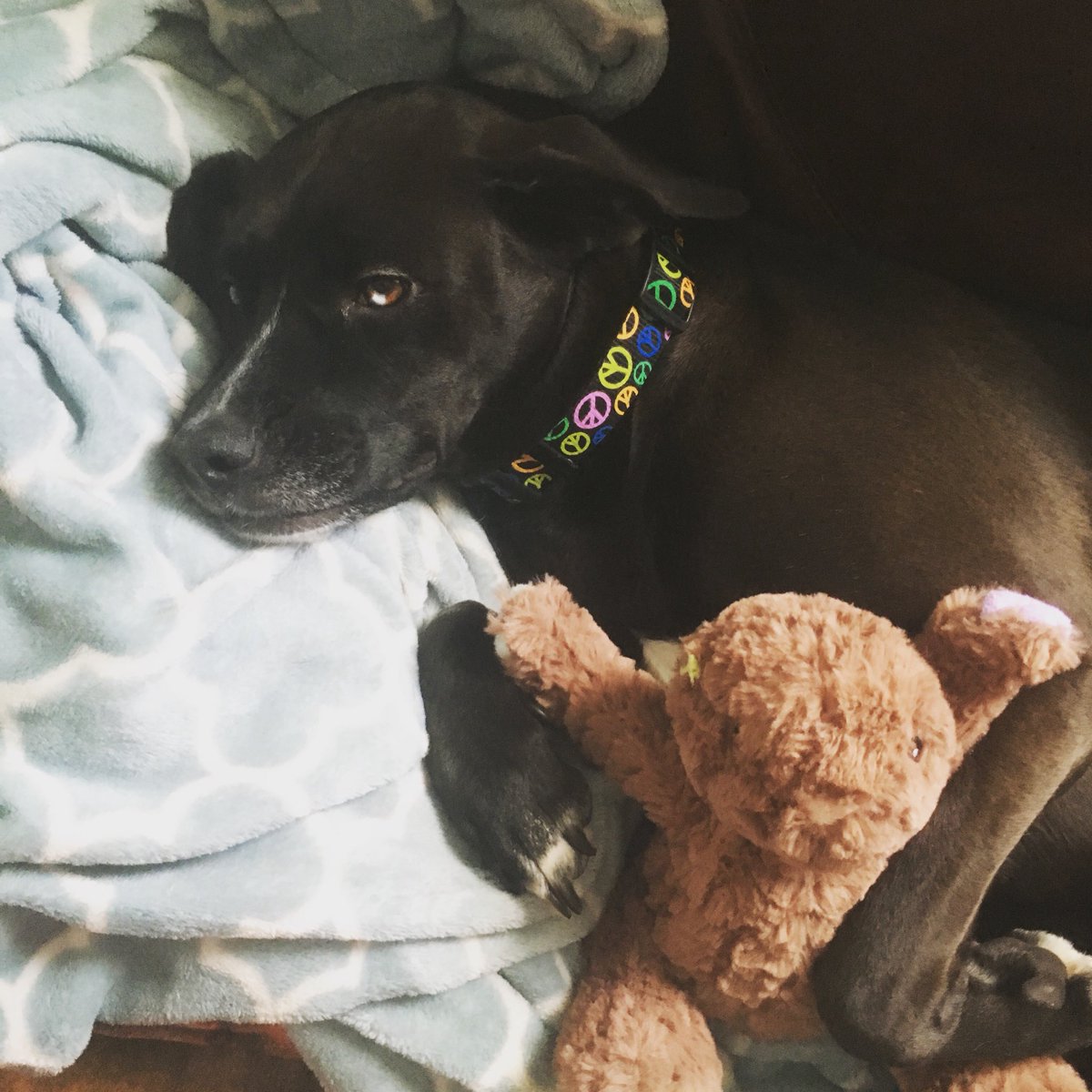 gerardsmith's tweet photo. This is my baby. She chews the ears off her toys, but she’s still my baby https://t.co/ND4wF1i8yH