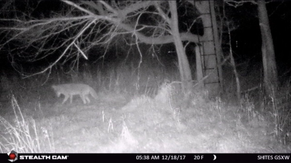 Scowtstories's tweet photo. Looks like our @stealthcam is telling us it’s coyote season!
|| #stealthcamgsxw || #yoteseason || #whatsyourstory || https://t.co/3yJAKVvCKT