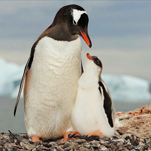 Youth4Yogi's tweet photo. #picoftheday  From @natgeo - Photo by @BrianSkerry. Polar Love: A mother gentoo penguin and her chick admire one another within their nesting site in Antarctica. The third largest of all penguin species, gentoo penguin parents are especially nurturing. https://t.co/MyiNN4cc1Z