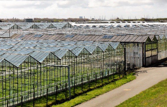 certis_belchim's tweet photo. #12TopTipsOfChristmas Now is a good time to reduce pests and diseases in glasshouses with a thorough clean up #Jet5 https://t.co/Nrf48gqPBL