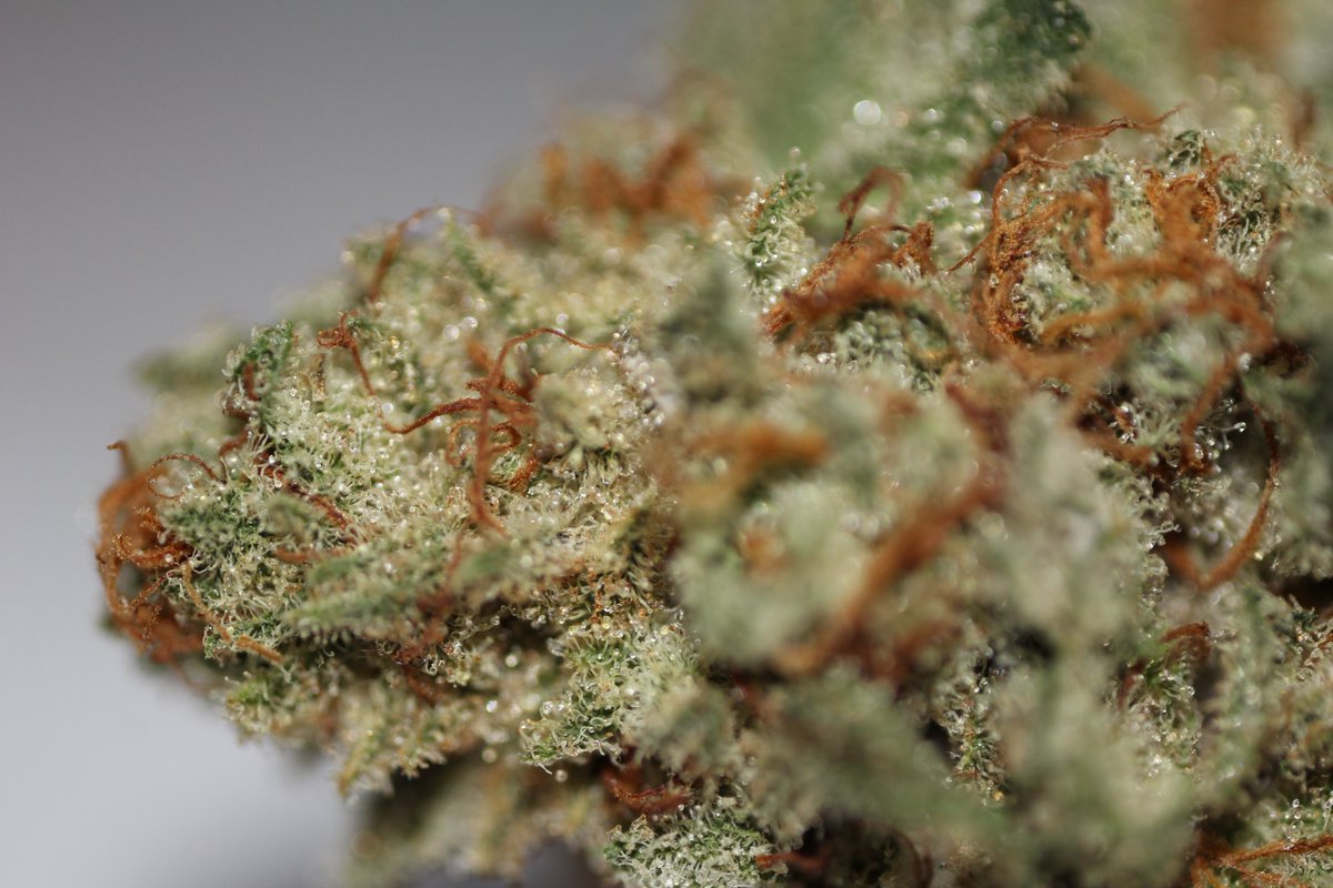ElephantHarvest's tweet photo. #Strawberry #Sequoia grown: by #ElephantHarvest from: #MutantGenetics #Trichomes #Terps https://t.co/WZbUQO9aax