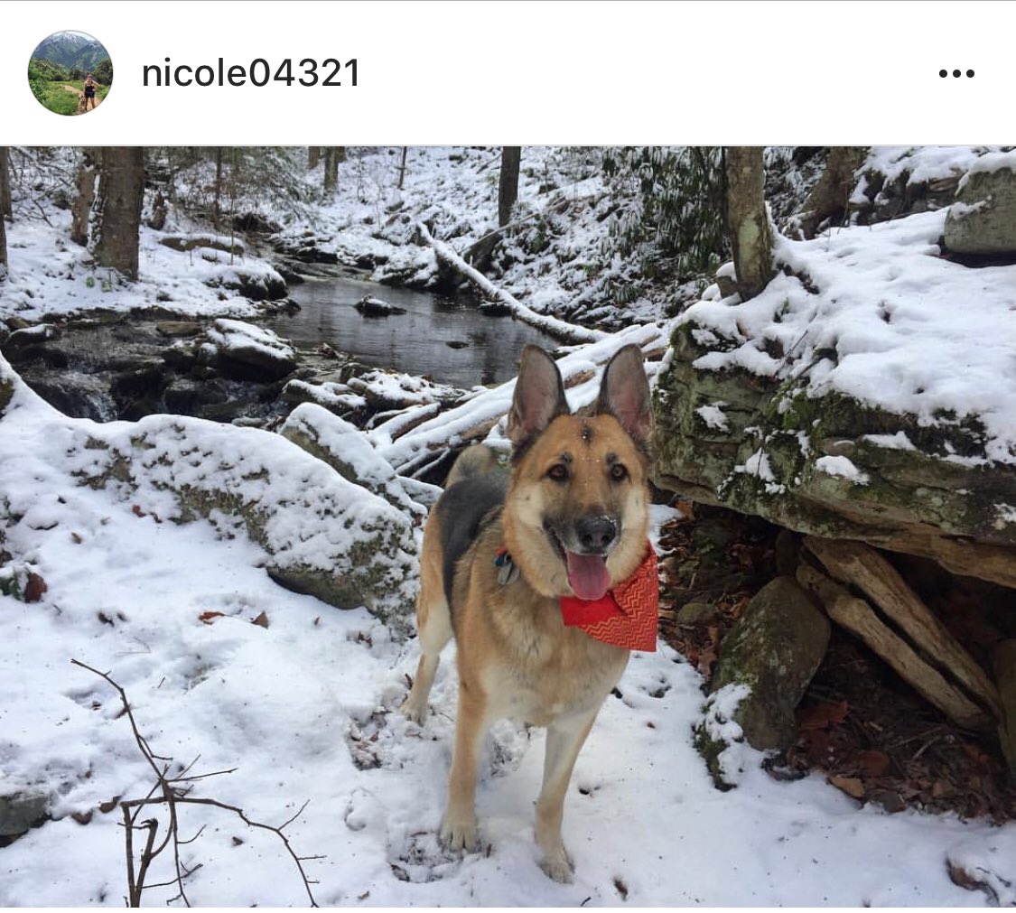 SpottedDogShop's tweet image. Thank you for the tag @nicole04321! Your pup looks gorgeous in our gold and red chevron bandana! #etsy #etsytribe #dogbandana #snowypup❄️❄️❄️