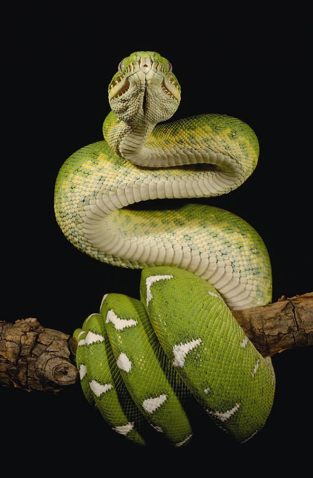 Animalslover14's tweet photo. South America https://t.co/IOFeCTwGUG