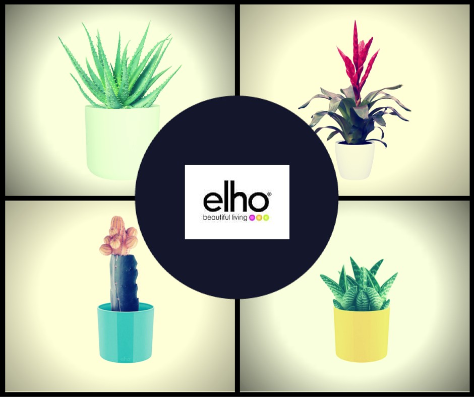 ELHOMEX's tweet photo. Los cactus están de moda! Son plantas originales y llamativas. Es fácil cuidarlos, son ideales para personas con poco tiempo para regarlos #macetas #elho #elhomexico https://t.co/3ILb1mONMX