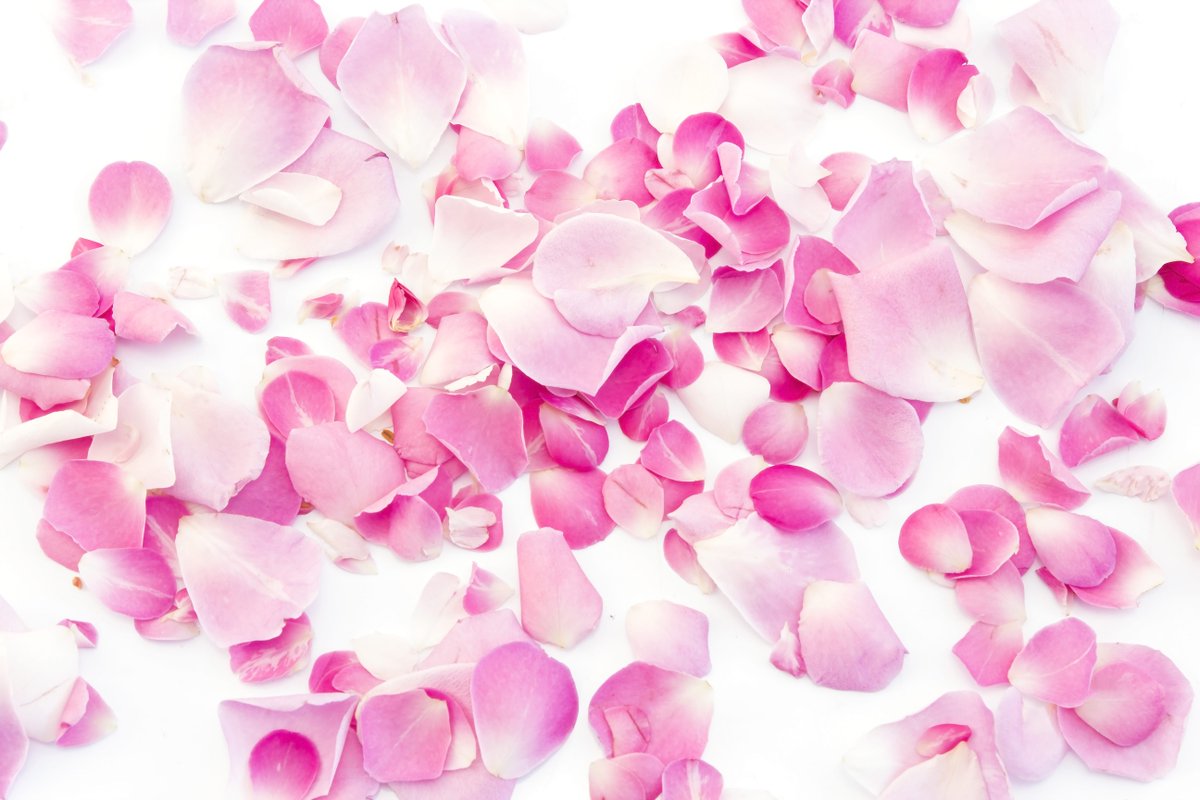 What_A_Bloom's tweet photo. Can you guess which bloom is found in beauty products around the world? 
#WhatABloom #flowers #flower #beautyproducts #TriviaTuesday #trivia #flowerpower #flowershop #blooms https://t.co/pvPaSv7tpX