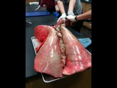 StaffordBiology's tweet photo. Everyone is counting the minutes until Winter Break and I'm sitting here crazy pumped for Jan. 10th! I just ordered fresh beef and pork lungs for the first time ever!! This is going to be us!! #lungdissection #anatomy https://t.co/s0KypaRmhu