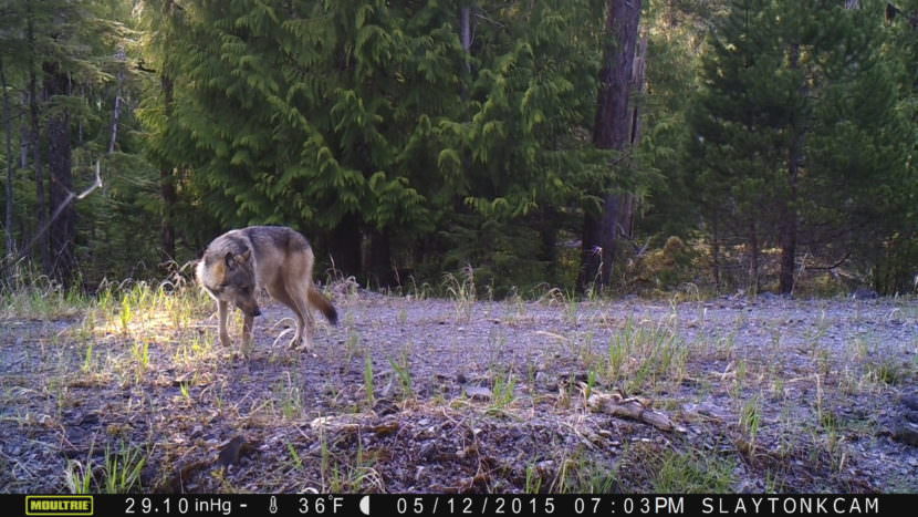 Tongass in Transition: Wolves and logging both cut into Prince of Wales deer - #OpposeWelfareRanchingNotWolves #WolvesInTheNews -  

We have to question With only 89 wolves living in the unit — less than half of what was there 20 years b ... - protectthewolves.com/tongass-in-tra… -