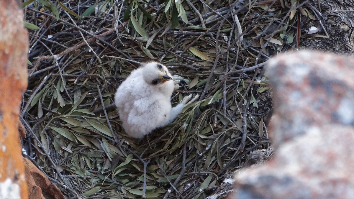 BushmansKloof's tweet photo. We love to see new life here in Bushmans Kloof, so we were delighted to spot a Booted eagle chick recently. These little eagles are breeding in only three separate populations in South Africa, including our reserve.
Photo credit – Daniel du Plessis #wildlife https://t.co/daEm1YnX78
