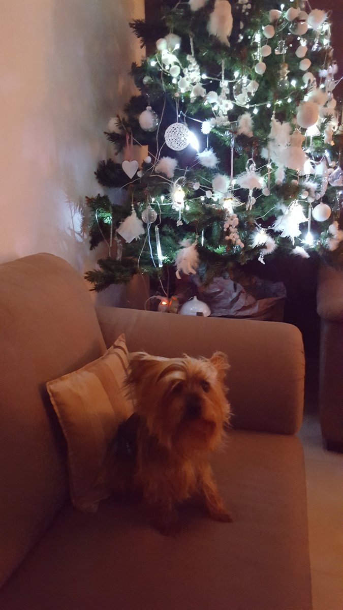 labelleviedeflo's tweet photo. fripouille attend son cadeau de noël https://t.co/P7dgxRUuK1