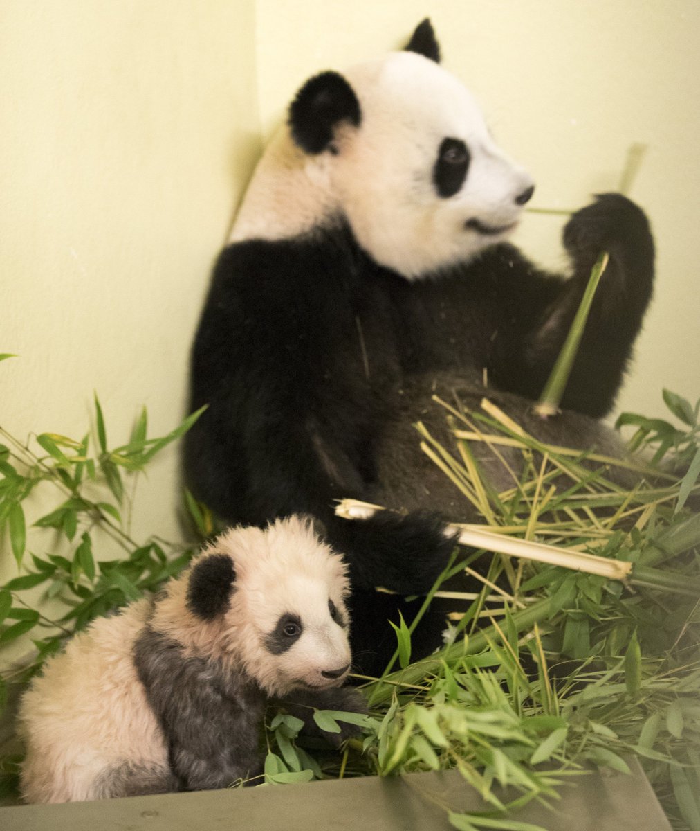Www Panda Fr Emmanuelmacron President De La Republique Francaise Rend Visite Au Bebe Panda Yuanmeng Zoobeauval Emmanuel Macron President Of The French Republic Visited Yuan Meng Last Saturday Beauval pandabeauval