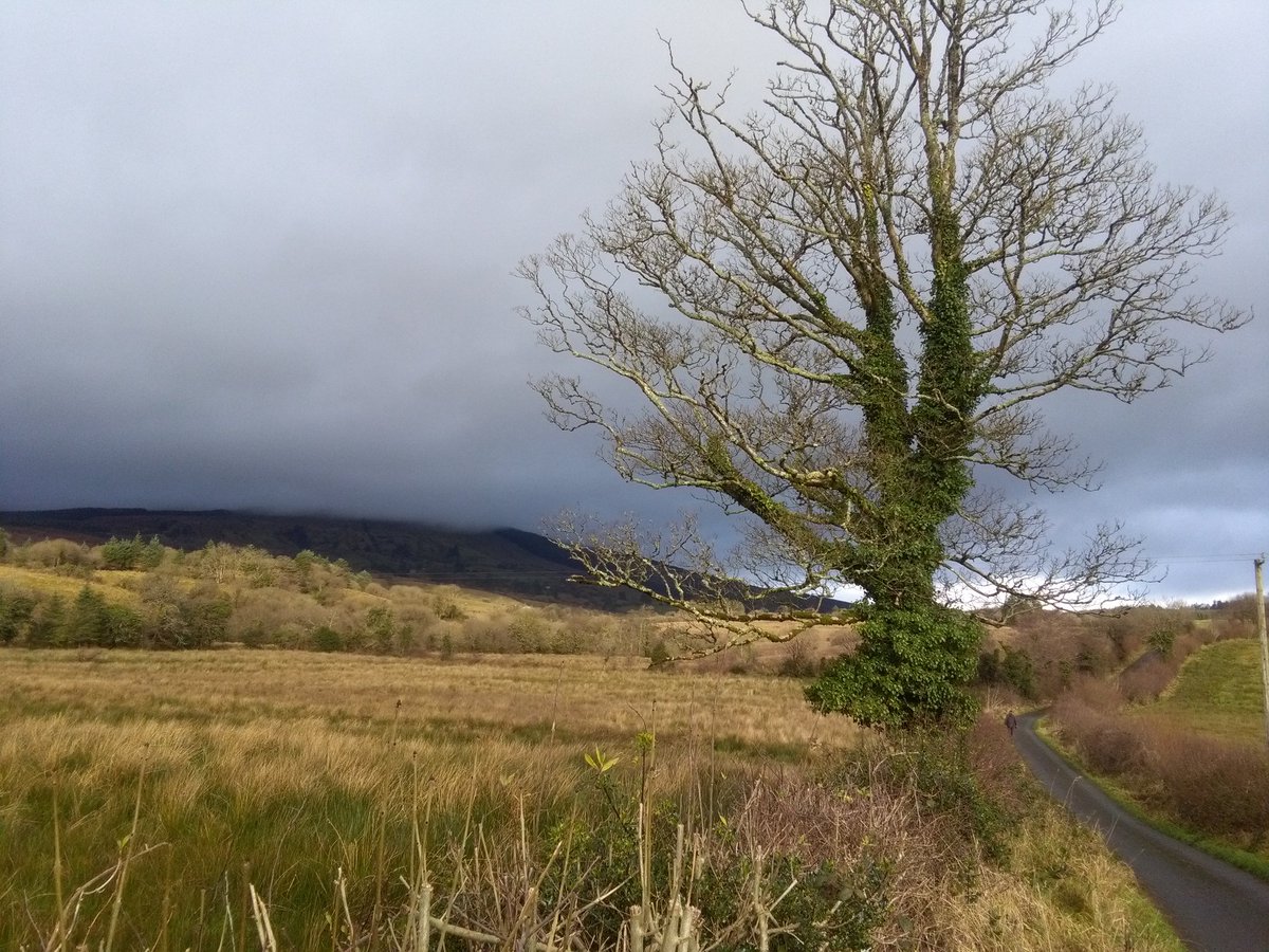 Abundant hedgerows for a wildlife feast. All on a ramble at #TawnylustLodge #Leitrim irishecotourism.com