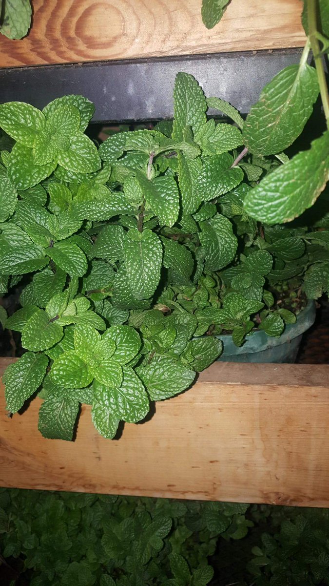 MadewithRural_'s tweet photo. Mint 🌿 #MadeWithRural https://t.co/brr4Dpbn8e