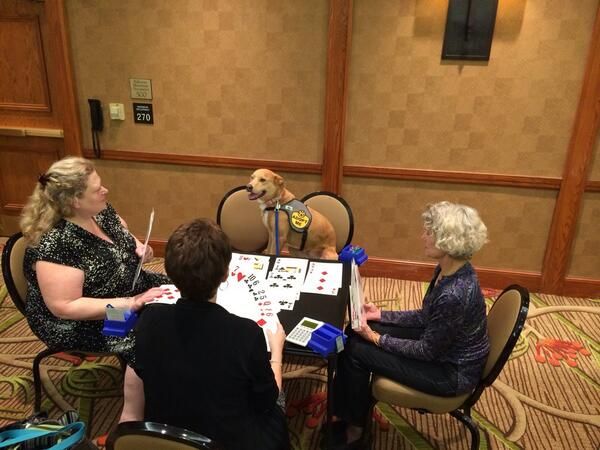 bridgelinks's tweet image. What’s the most ridiculous myth about bridge that you’ve ever heard whispered around the table?  buff.ly/2CXf1eC