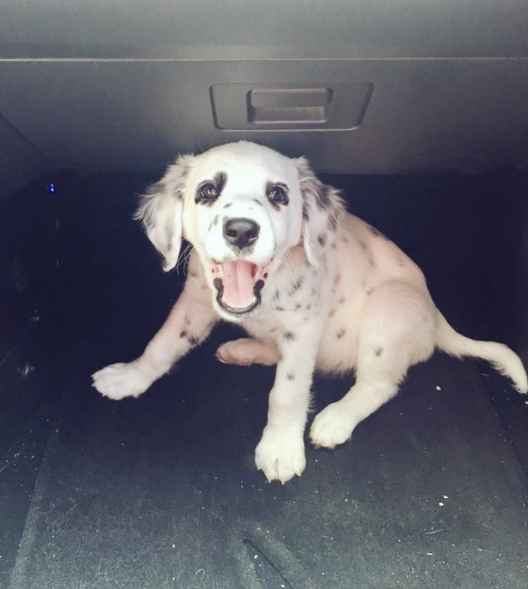 hearteyeddal's tweet photo. Me before I got my most of my spots! #charliethedalmatian #hearteyeddalmatian #charliethehearteyeddal #hearteyes @hearteyeddal https://t.co/9XHjSPbVwx