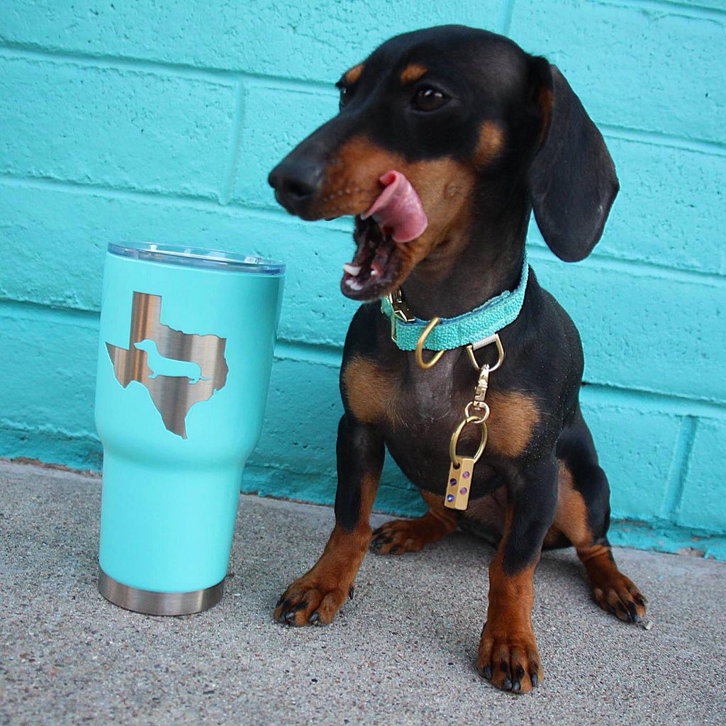 aux_hillary's tweet photo. Time to caffeinate on this #TongueOutTuesday ☕️ #caffeine #dachshund #americandoxie #teal #turquoise #tiffanyblue #favoritecolor #colorlust 💙 https://t.co/PYxJepbJk1