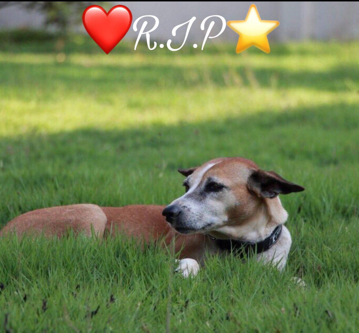 otaradel's tweet photo. Heaven has a new star today ⭐️
I will miss you Polo. #RIP https://t.co/G3zIlSnapA