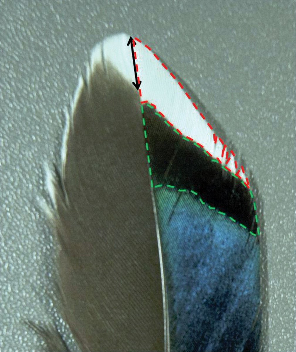 AukJournal's tweet image. From 2015: Feather corticosterone levels predict carotenoid-based, but not melanin-based, traits at adulthood americanornithologypubs.org/doi/full/10.16… #OA #ornithology