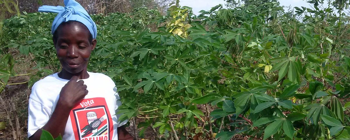 worldrenew_sa's tweet photo. A new variety of Cassava captures interest of farmers in Mozambique. https://t.co/dLBzbK4m5K #sustainableagriculture #freshfromthefield https://t.co/5medAdLUEs