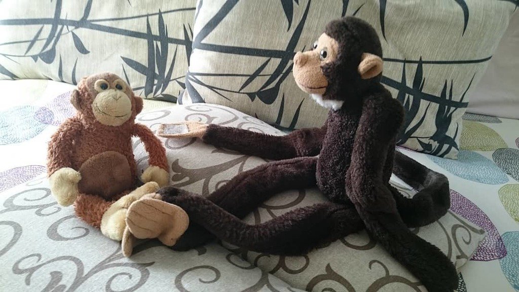 RufusTheMonkey's tweet photo. -So, you were here only on a visit...
-Yep
-But now you've decided to stay like... Forever...
-Yep
-Because bananas here are great...
-Yep
-And you expect me to share them with you
-Yep
-...
#Welcome #VincentTheCousin https://t.co/IpKQd0zhkC https://t.co/P8hj9CiERX