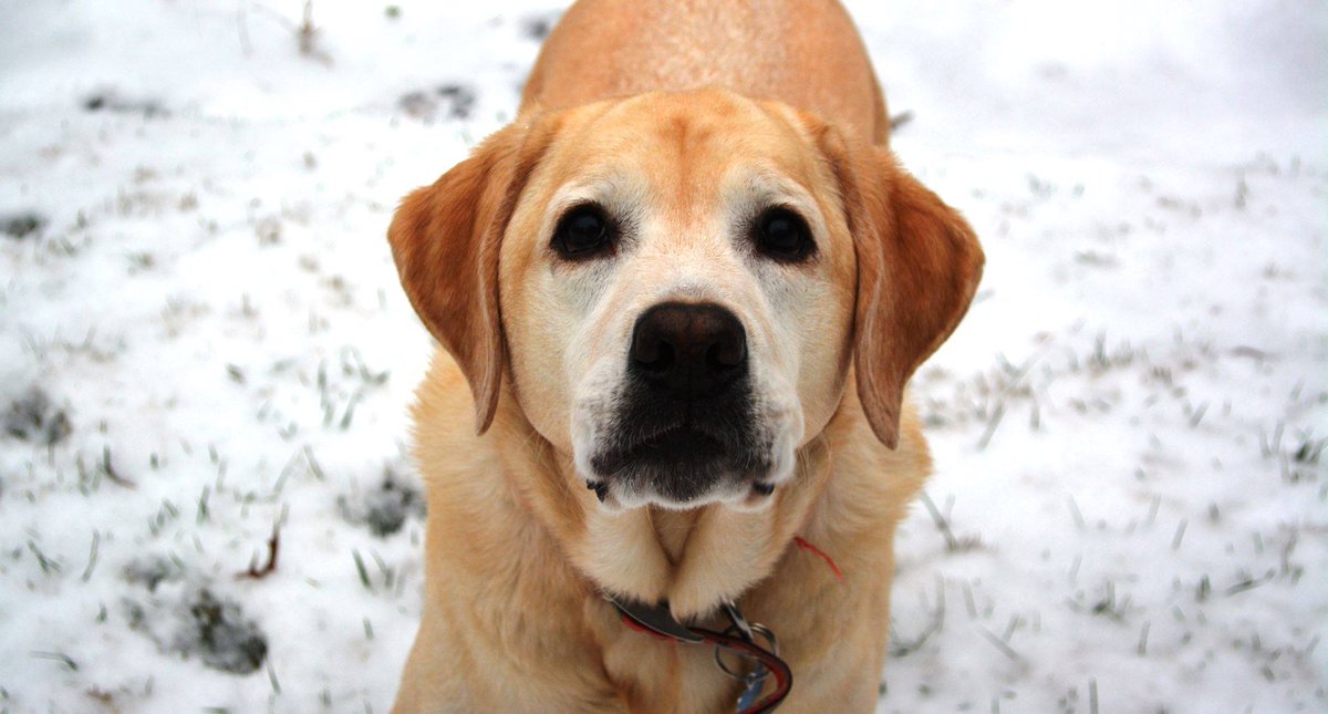 humaneworldorg's tweet image. Speak out if you see a pet left in the cold + 4 other ways to protect pets this winter: bit.ly/2Be3WJ3