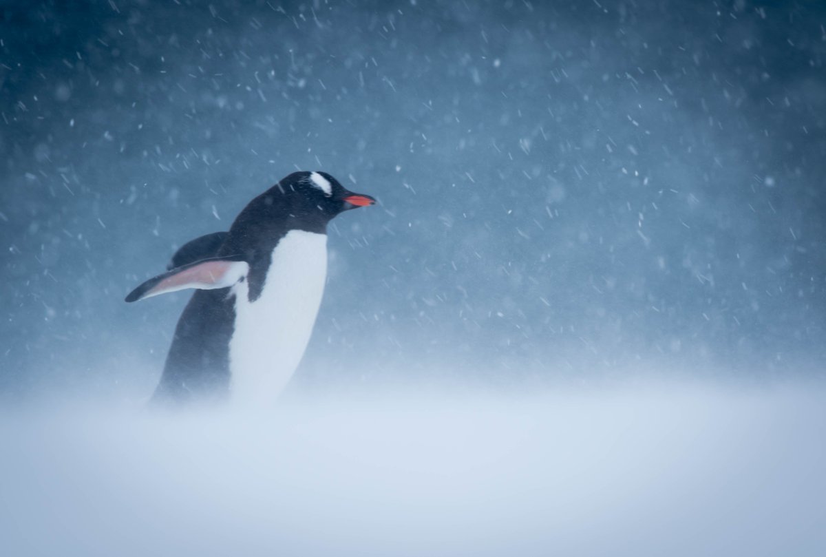 Photographer Andrew James (<a href="/amjgomedia/">Andrew James</a>) was one of our expert guides on last month's expedition to Antarctica. In a recent blog posted on his website, he recaps the dangers posed to both cameras and fingers when trying to snap shots in a snowstorm!  ow.ly/rQ6E30hjHQP