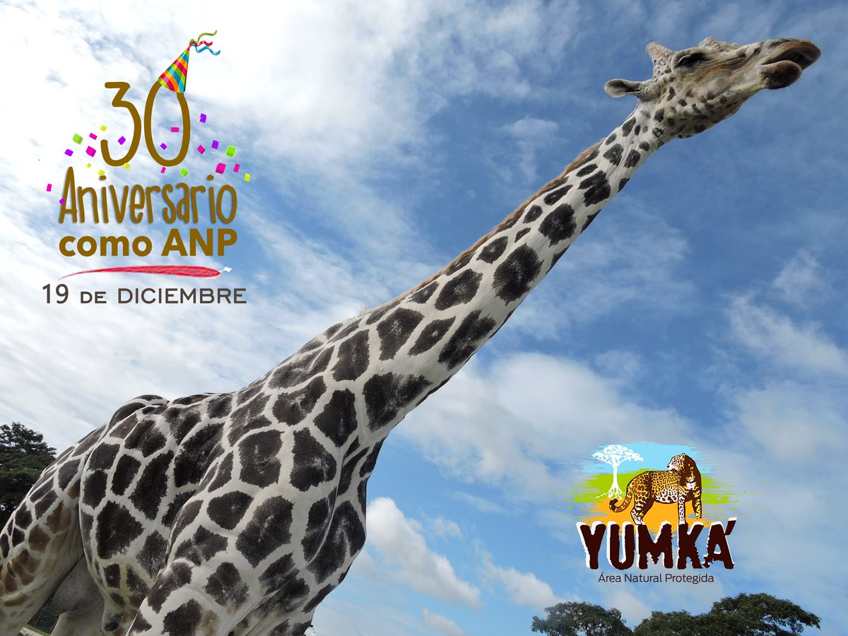¡Yumka’ cumple 30 años de ser declarada Área Natural Protegida!
El C.I.C.N. Yumka’, se decretó ANP el 19 de diciembre de 1987 y abrió sus puertas al público el 23 de mayo de 1993. #Yumka #Tabasco #Mexico #conservation