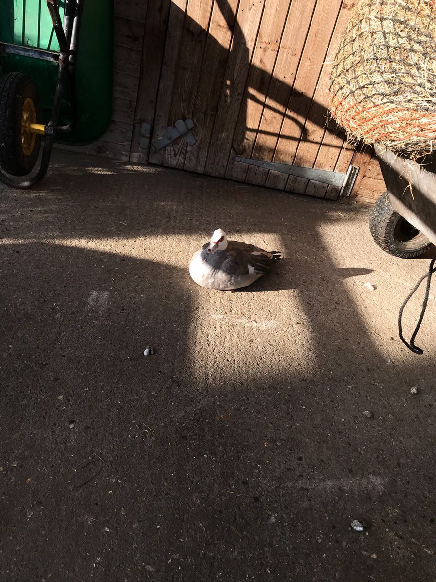 PanaEpos's tweet photo. A very strict foreman watched over our engineers yesterday, so an extra neat HD CCTV system was installed. On last count there where 28 'DUCK!' jokes! #cctvnorfolk #securitynorfolk https://t.co/Juh9ifoGOd