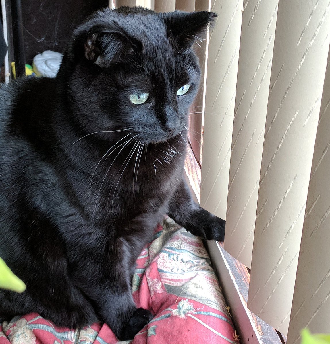 FrancoPants's tweet photo. Get off my lawn! Darn birds. 🍴
#birds #CatsOfTwitter #Francopants https://t.co/u4L3sJmBsH