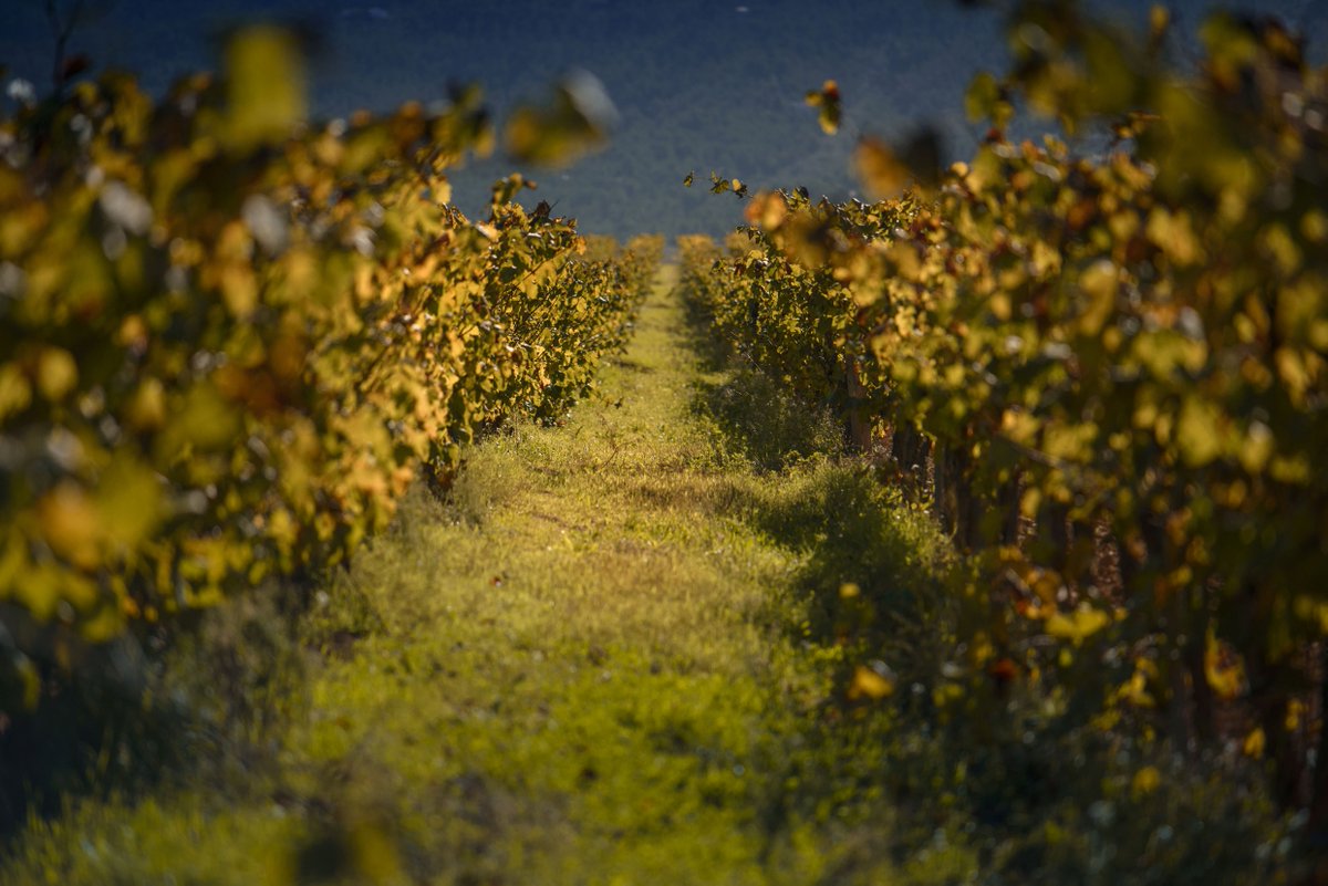 Juvé & Camps tweet media