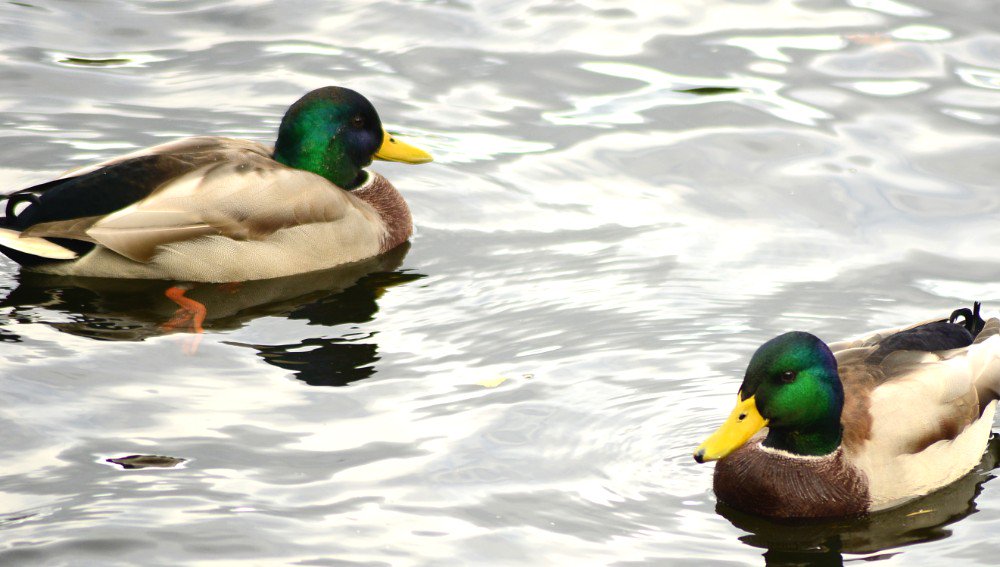 Det blir slutt på eksklusiv andejakt: nrk.no/telemark/slutt…