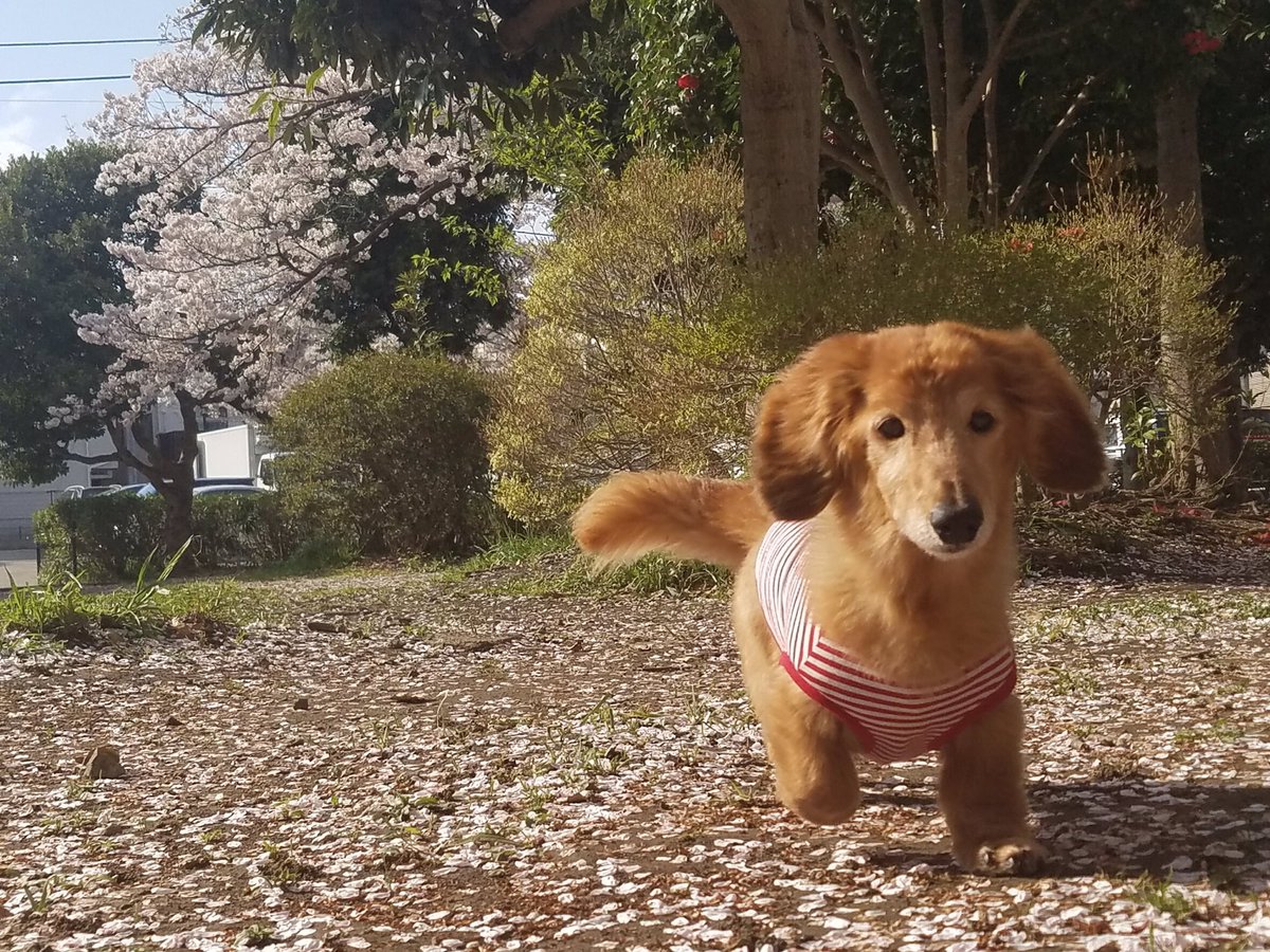 k_macha04's tweet photo. 15年毎日���かける時お見送りしてくれてお家帰ったら1番に迎えてくれていっぱいの笑顔をくれてありがと。わんわん言ってる顔もしっぽ振ってる後ろ姿も愛おしくて大好きだったよ❤︎いっぱいいっぱいありがとう❤︎桑原家のアイドル犬マロちゃん❤︎ https://t.co/KajN1FV8Af