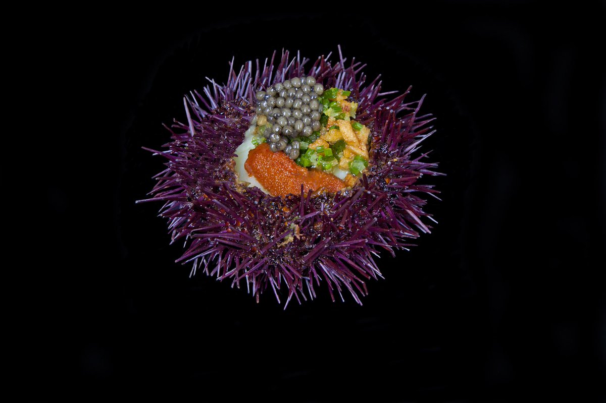 Karpendonk's tweet photo. Now @Karpendonk: Fresh Sea Urchin, "La Ratte" Potato Mousseline, Chives, "Anna-Dutch" Gold Caviar. #michelinstar #annadutch #seaurchin #caviar @Chef_Selection #karpendonkse #chives https://t.co/6lNI6aV2Lc