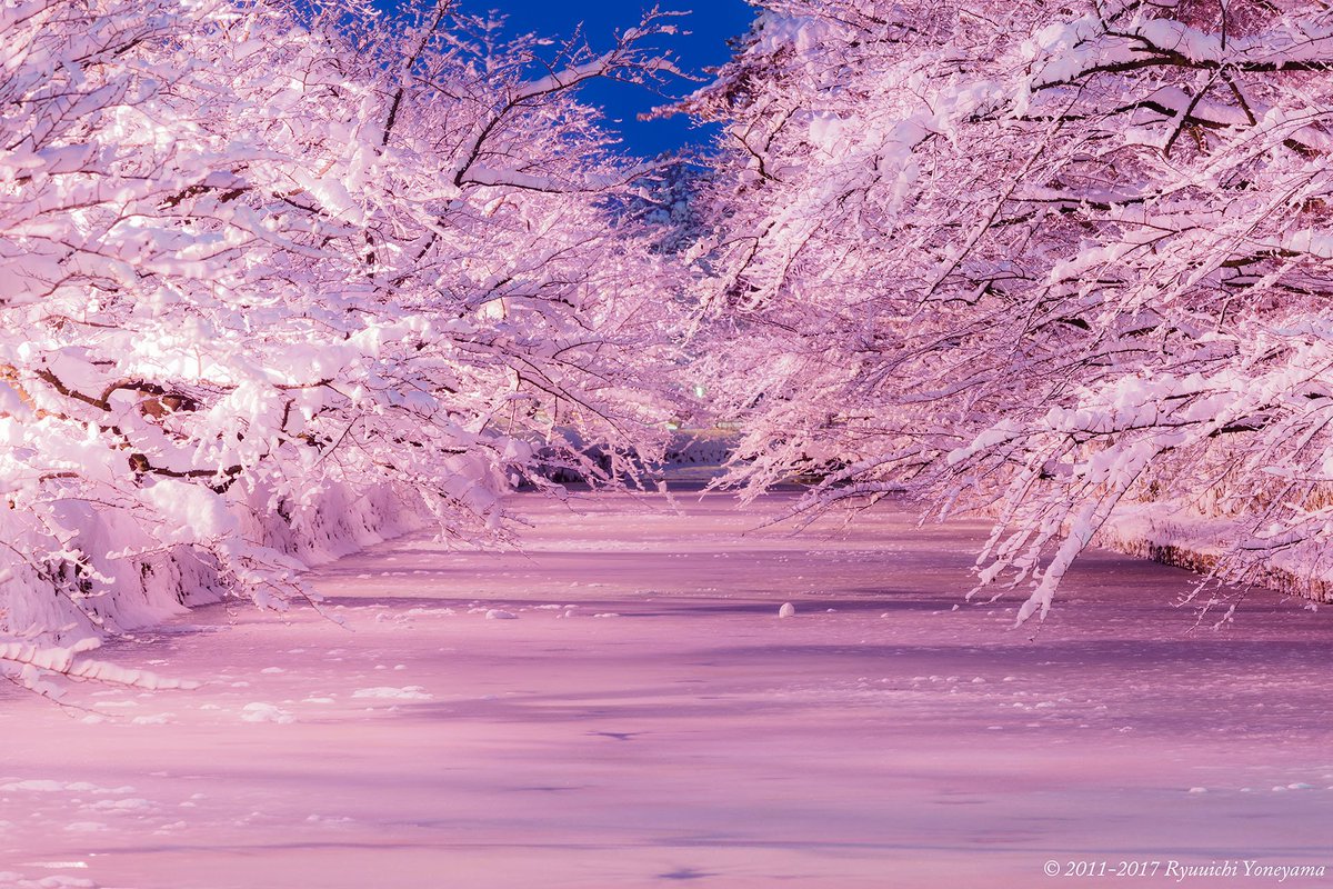 雪とライトアップによる満開の桜が幻想的で美しすぎる 弘前市 冬に桜を咲かせる 冬に咲くさくらライトアップ Togetter