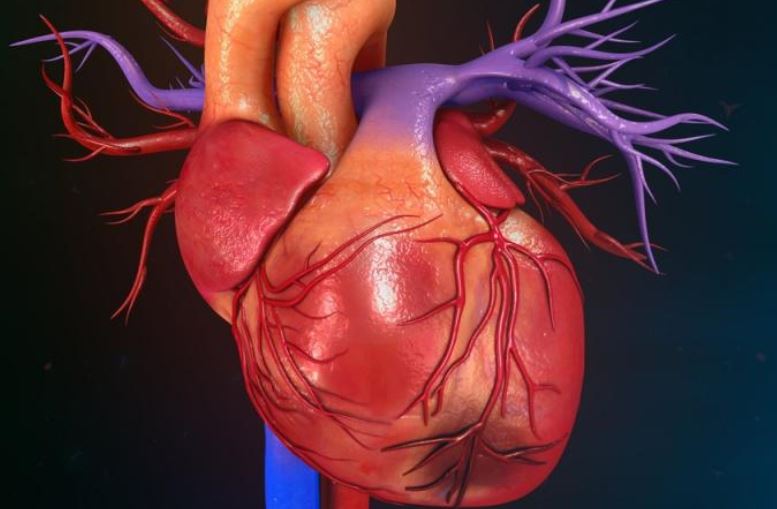 BerkleyLifeSci's tweet image. Beating #HeartPatch is Large Enough to Repair the #HumanHeart ow.ly/riD530hcN3T