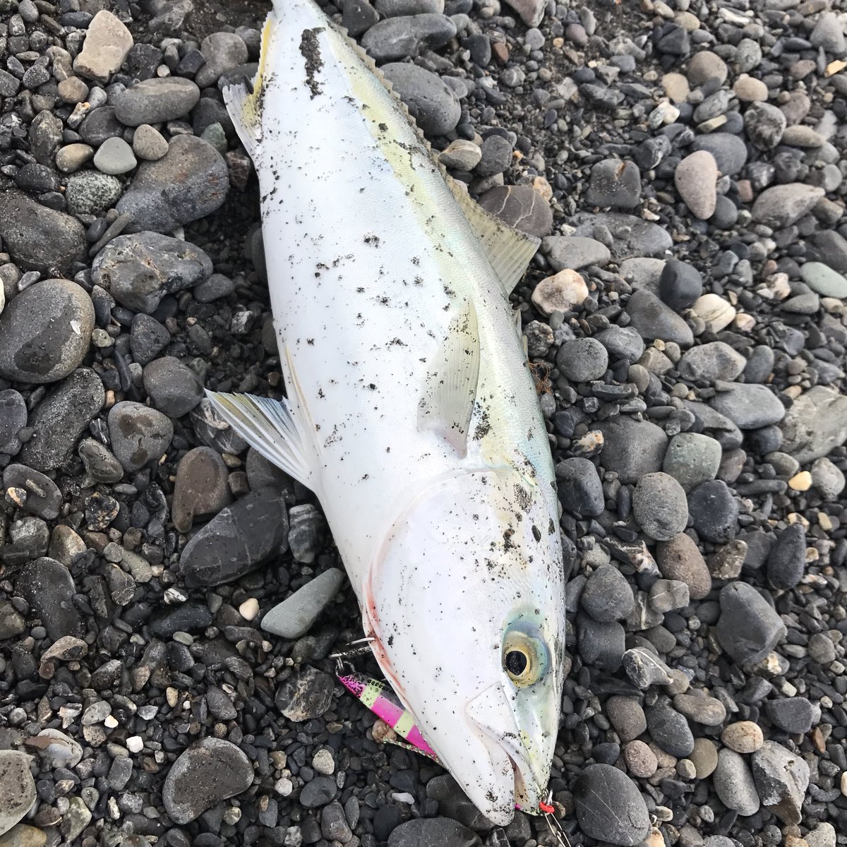 sr0112x's tweet photo. 最近は釣りばっか楽しすぎ。みんなやろう静岡サーフ🐡 https://t.co/sFFilRacdS