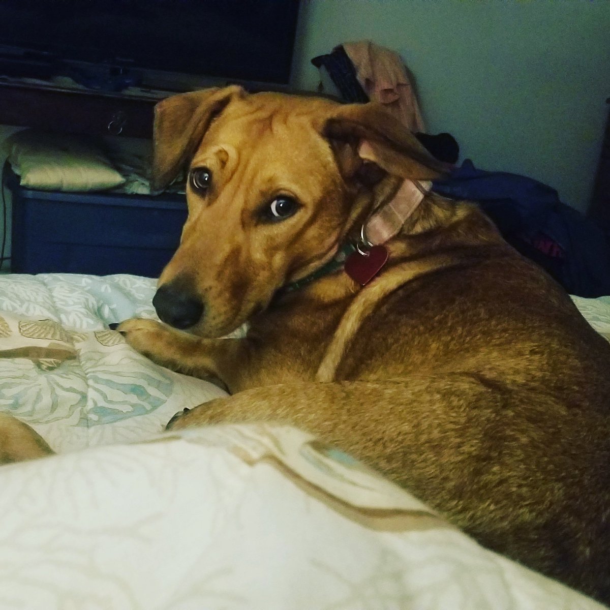epicanimals2015's tweet photo. If this look makes you melt, it did for me too! https://t.co/lNPFfPGe6r