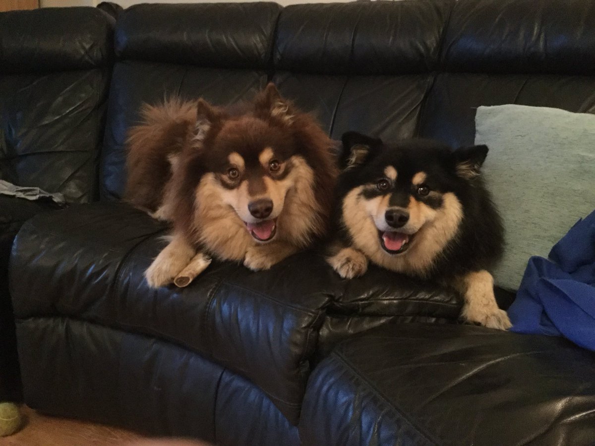 Fab play date with <a href="/Ulla_Lapphund/">Infindigo Ulla</a> at the weekend