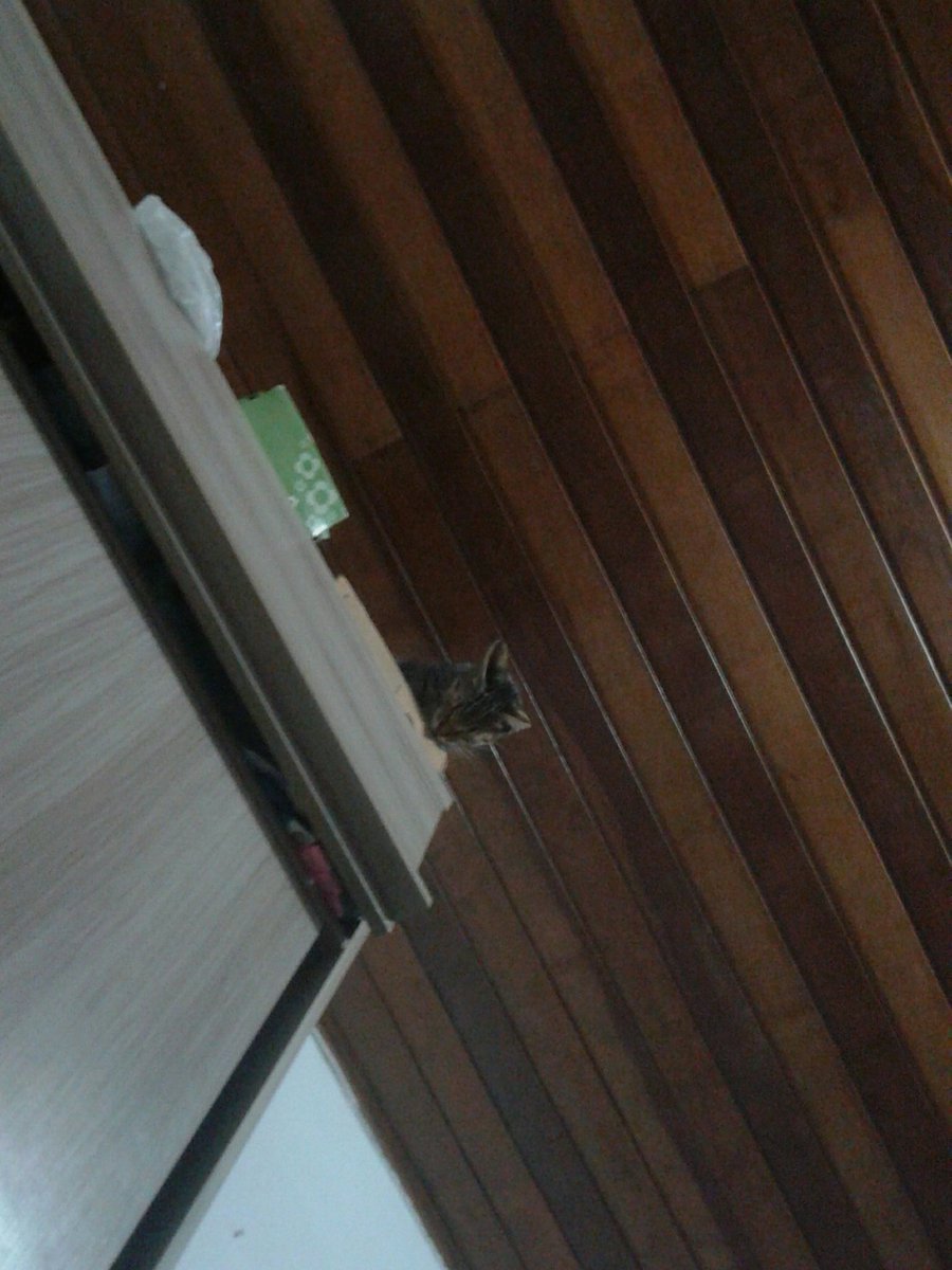 Meu gato pulou no roupeiro isso é normal?