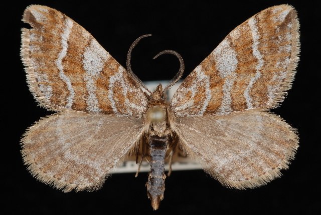 CBGCollections's tweet photo. Xanthorhoe clarkeata are part of the Geometridae family of Lepidoptera. Geometridae is Greek for “Earth measurer” as the caterpillars are inch worms, measuring one step at a time! #Canada150 #Biodiversity150 Read more here ->https://t.co/z37AgFTnCA https://t.co/8X0qO8OfEw