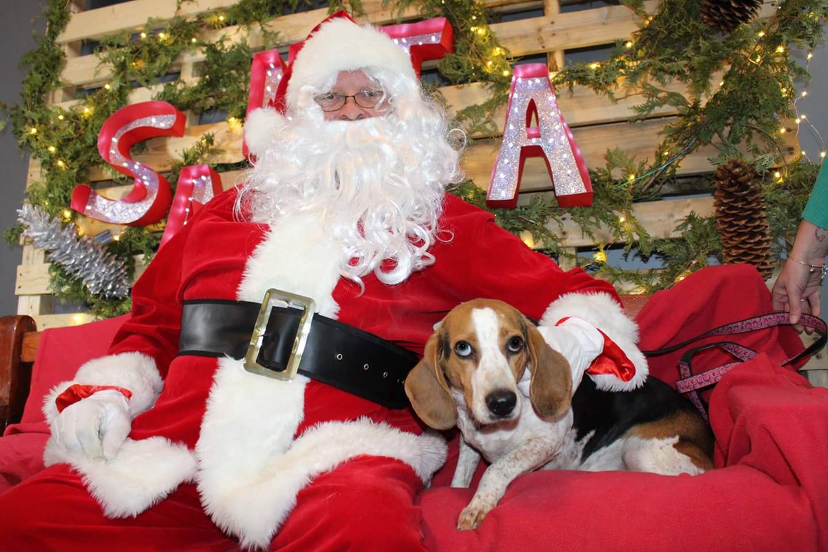 Niagara_SPCA's tweet photo. More of our shelter pups Santa visit this past weekend. #ForeverHomes #AdoptMe #wellandspca https://t.co/AnldOhzc3Y