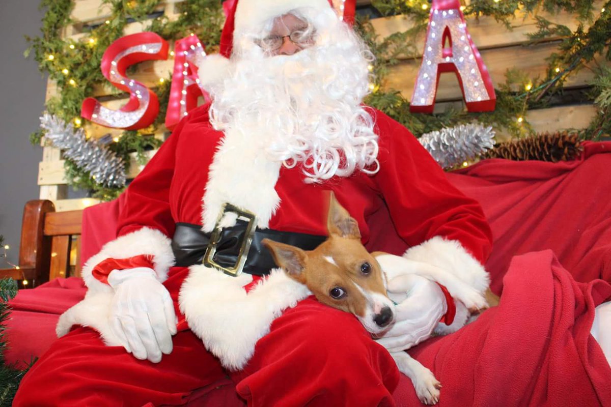 Niagara_SPCA's tweet photo. More of our shelter pups Santa visit this past weekend. #ForeverHomes #AdoptMe #wellandspca https://t.co/AnldOhzc3Y