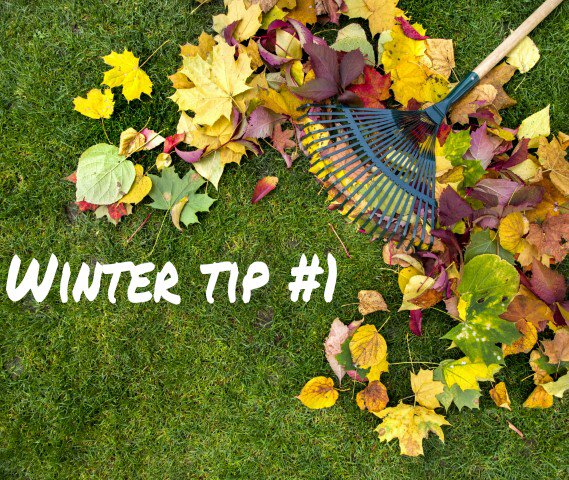 groomnco's tweet photo. The leaves that fall in your yard make for great compost to feed the underlying lawn during the winter. Keep the leaves, but be sure to rake them often, which will helps keep them aerated for proper breathing beneath. https://t.co/JYnlyMmnPr